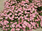 Petunias Pink 